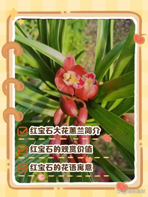 惠兰品种名与图片如何对应？-图1