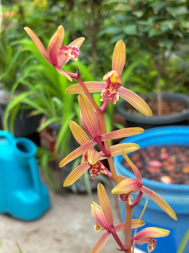 惠兰品种名与图片如何对应？-图2