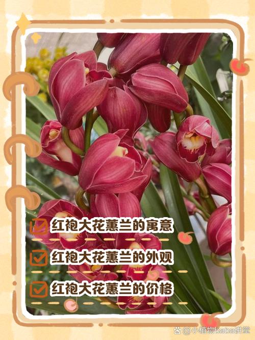 惠兰品种名与图片如何对应？-图3