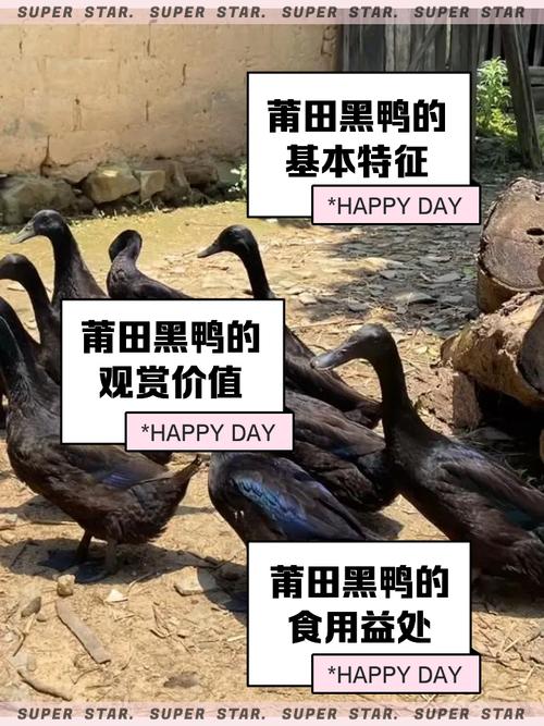 中国黑鸭品种到底有多少种？-图2