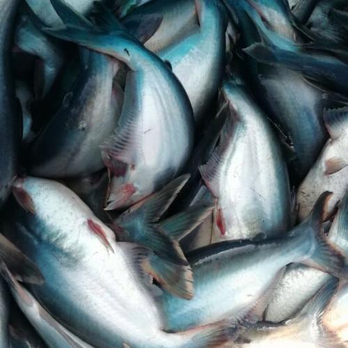 四川淡水鲨鱼批发价多少钱一斤?-图3 四川淡水鲨鱼批发价多少钱一斤?-图3