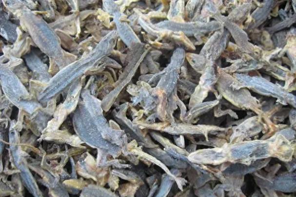 福州湖北壁虎养殖技术有何独特之处？-图1