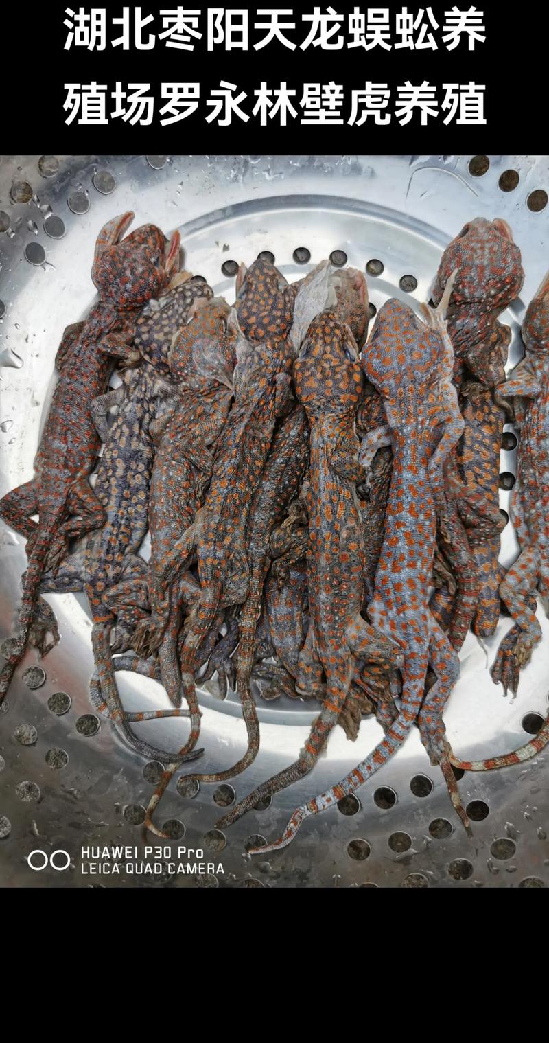 福州湖北壁虎养殖技术有何独特之处？-图2