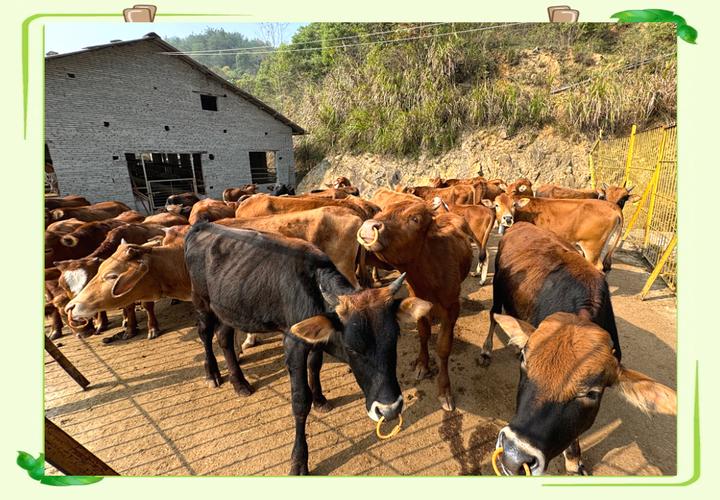 南方黄牛养殖技术视频，新手能学会吗？-图1