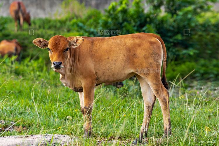 南方黄牛养殖技术视频，新手能学会吗？-图2