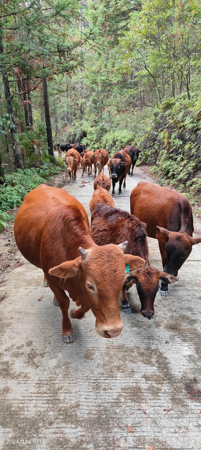 南方黄牛养殖技术视频，新手能学会吗？-图3