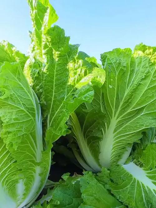 春季种大白菜，哪些品种更合适？-图1