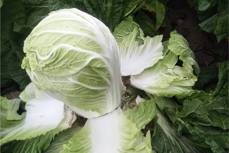 春季种大白菜，哪些品种更合适？-图3
