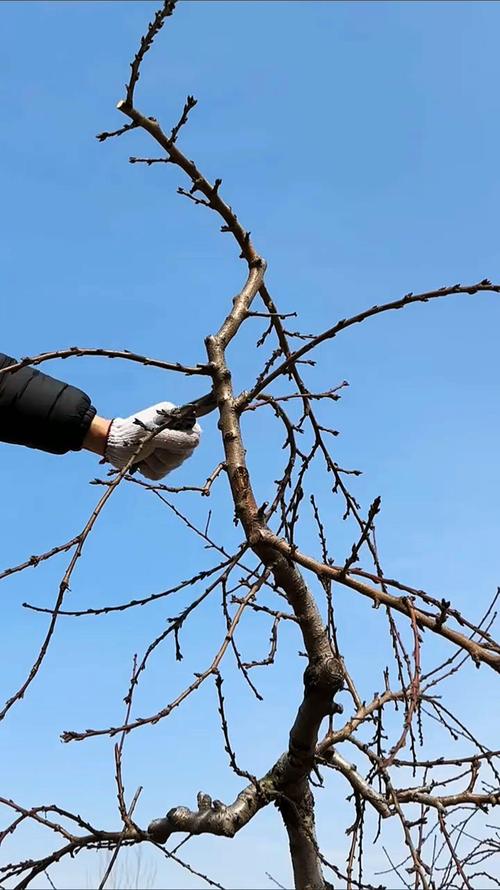 杏树冬剪怎么剪?关键技巧有哪些?-图1 杏树冬剪怎么剪?关键技巧有哪些?-图1