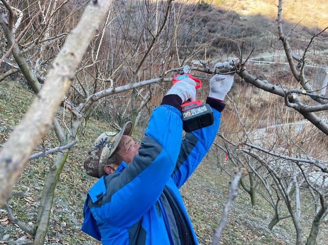 杏树冬剪怎么剪?关键技巧有哪些?-图2 杏树冬剪怎么剪?关键技巧有哪些?-图2