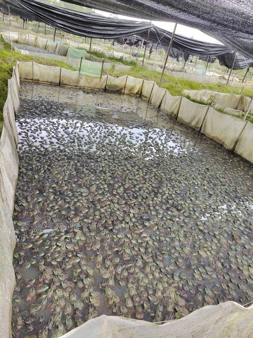 青蛙多层立体养殖技术如何高效实施？-图1