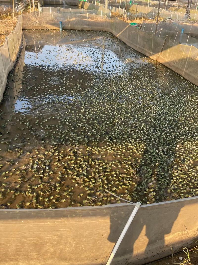 青蛙多层立体养殖技术如何高效实施？-图2