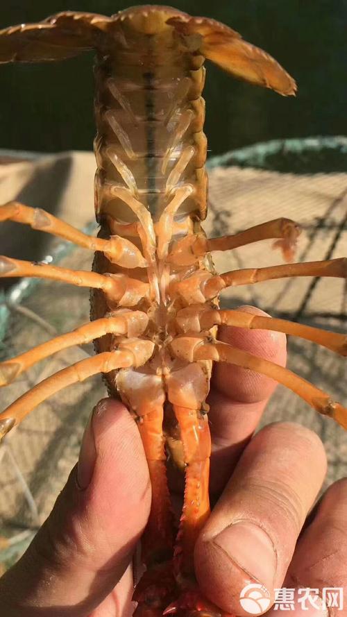 重庆小龙虾苗批发价多少钱一斤？-图1