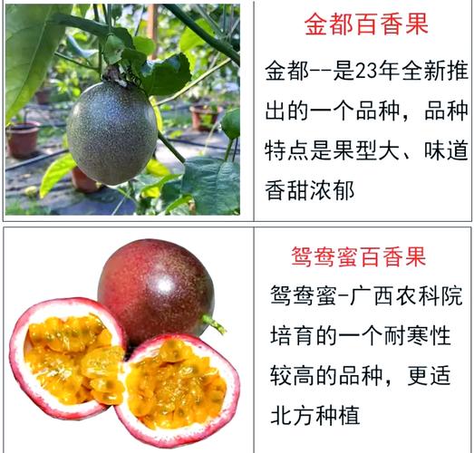百香果价格为何波动这么大？-图2