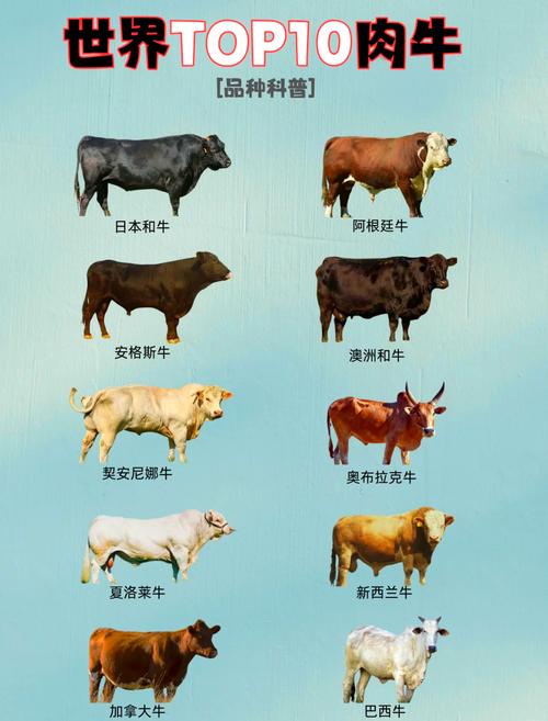 肉牛主要品种有哪些？-图1