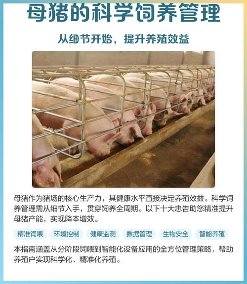 母猪饲养管理技术视频有哪些要点?-图1 母猪饲养管理技术视频有哪些要点?-图1
