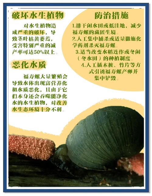 福寿螺价格多少钱一斤-图2