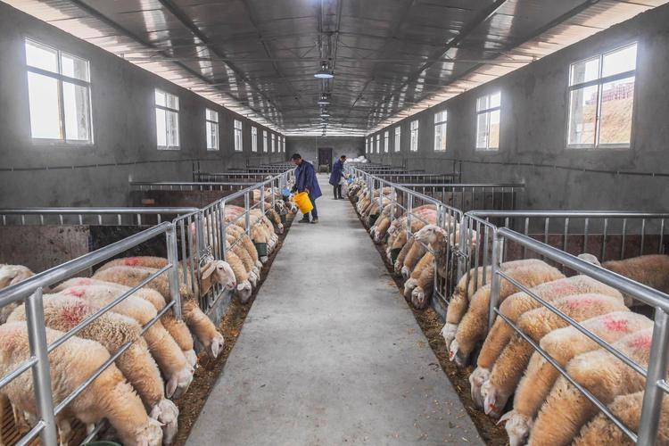 南方肉用山羊怎么高效养殖？-图2