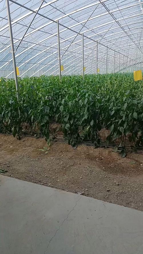 大棚辣椒种植技术要点有哪些？-图1