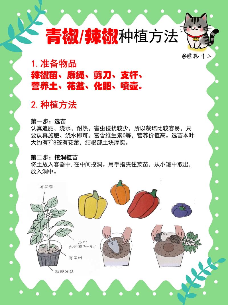 大棚辣椒种植技术要点有哪些？-图2