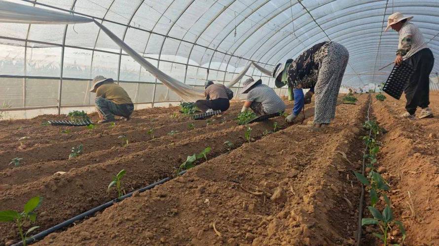 大棚辣椒种植技术要点有哪些？-图3