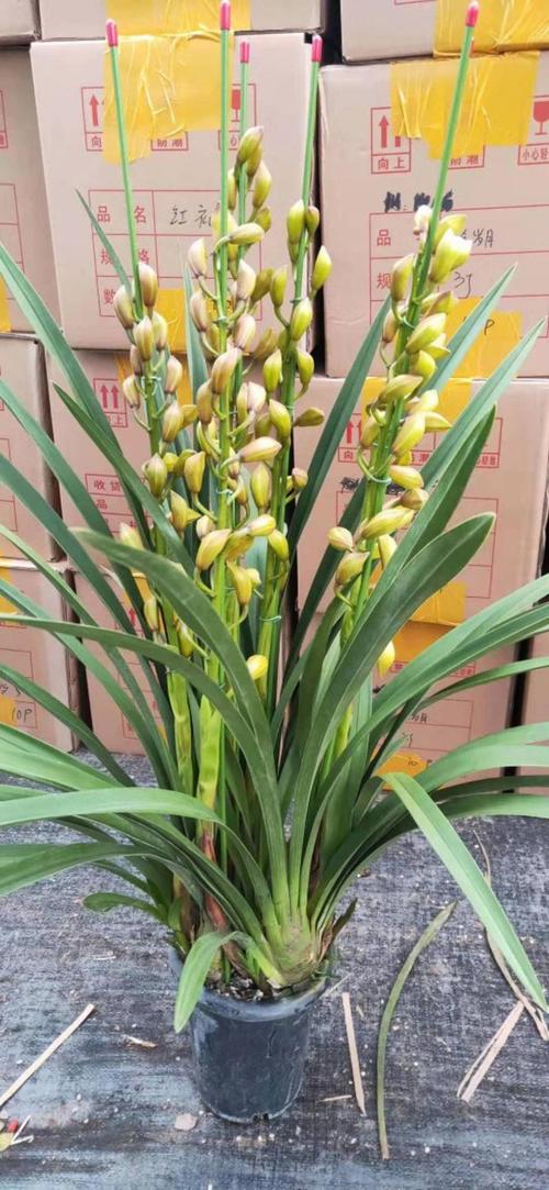 哪些兰花品种花朵最大？-图2