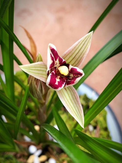 哪些兰花品种花朵最大？-图1