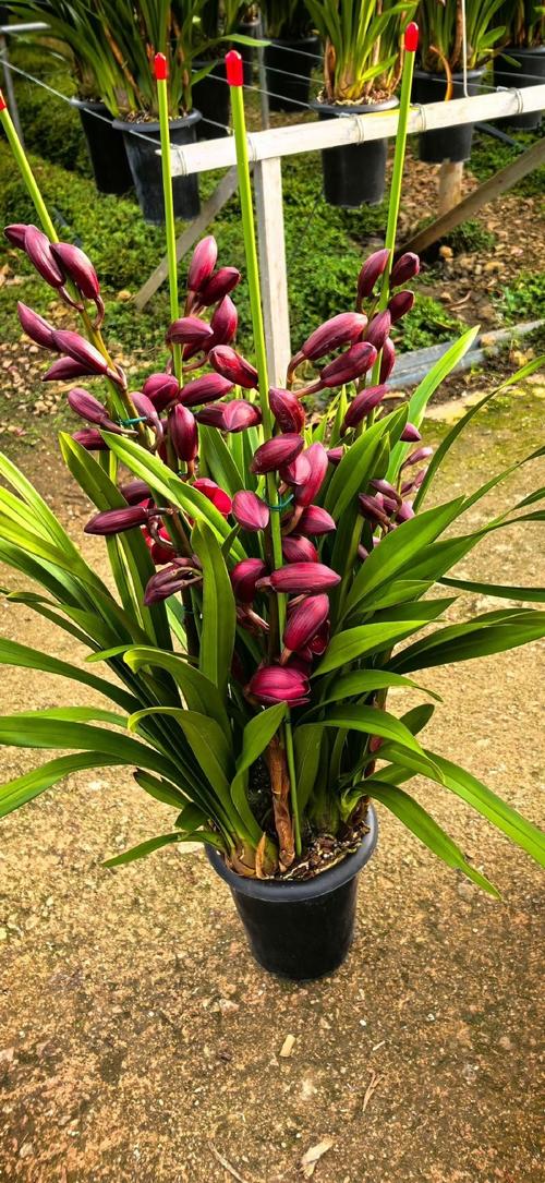 哪些兰花品种花朵最大？-图3