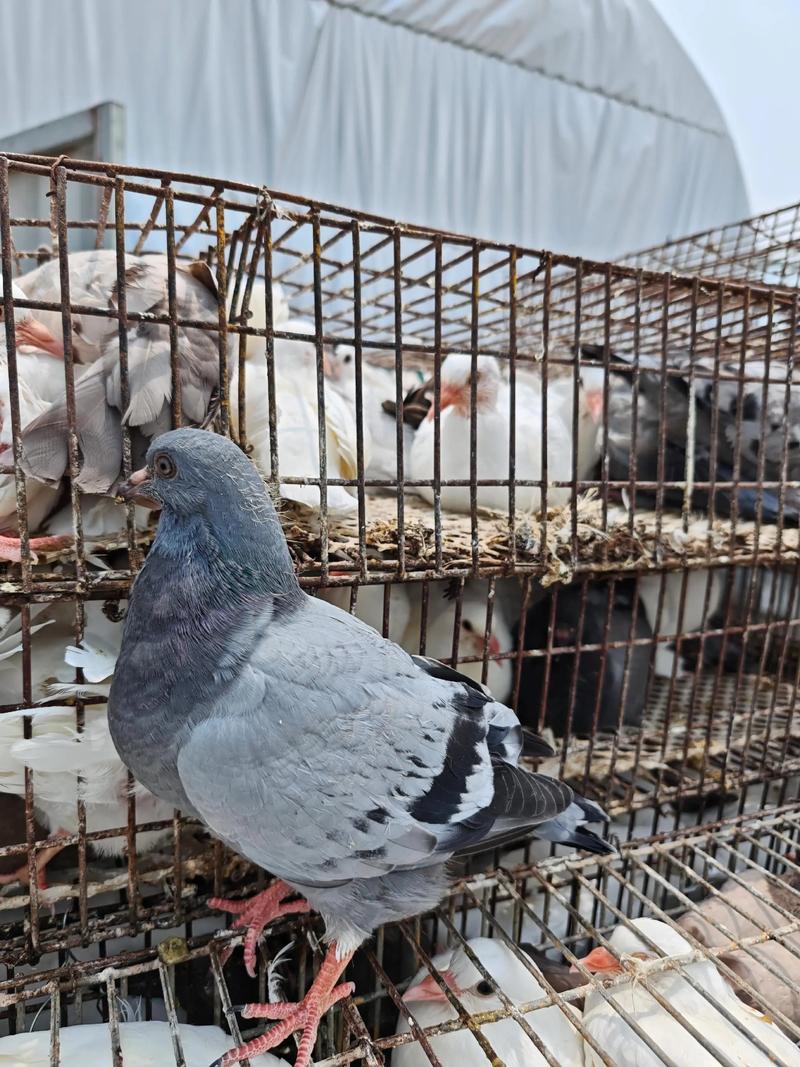 鸽子养殖技术视频，新手如何快速入门？-图1