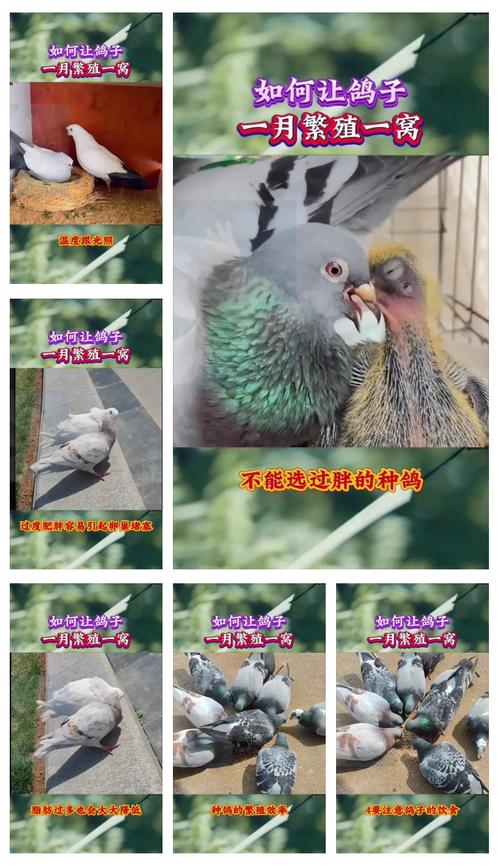 鸽子养殖技术视频，新手如何快速入门？-图2
