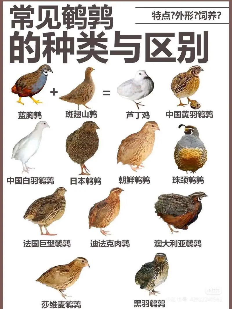 哪些鹌鹑品种下蛋多-图1 哪些鹌鹑品种下蛋多-图1
