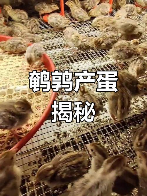 哪些鹌鹑品种下蛋多-图2 哪些鹌鹑品种下蛋多-图2