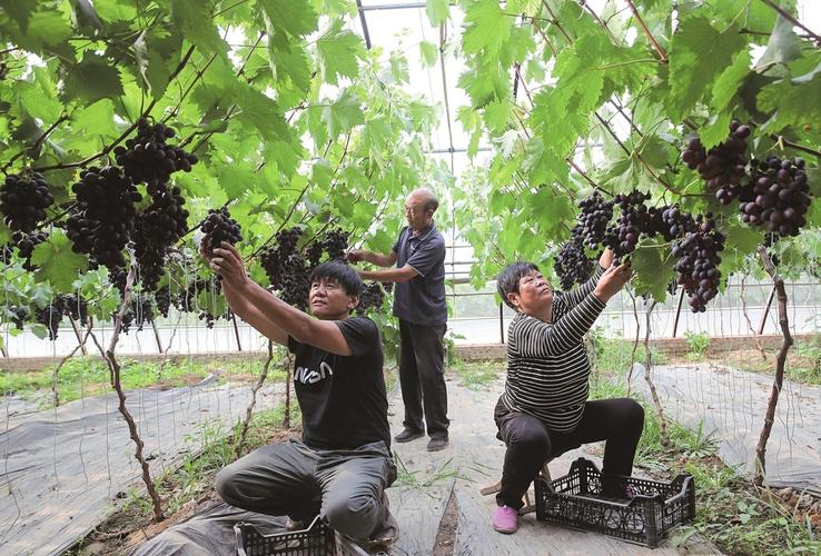 大棚葡萄管理技术视频有哪些要点？-图1