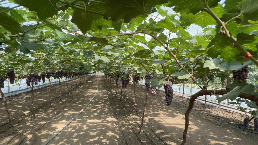 大棚葡萄管理技术视频有哪些要点？-图3