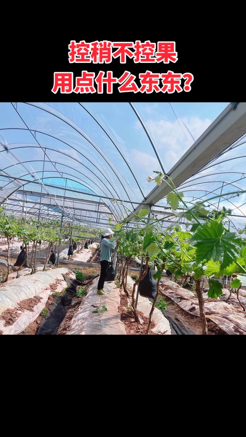 大棚葡萄管理技术视频有哪些要点？-图2