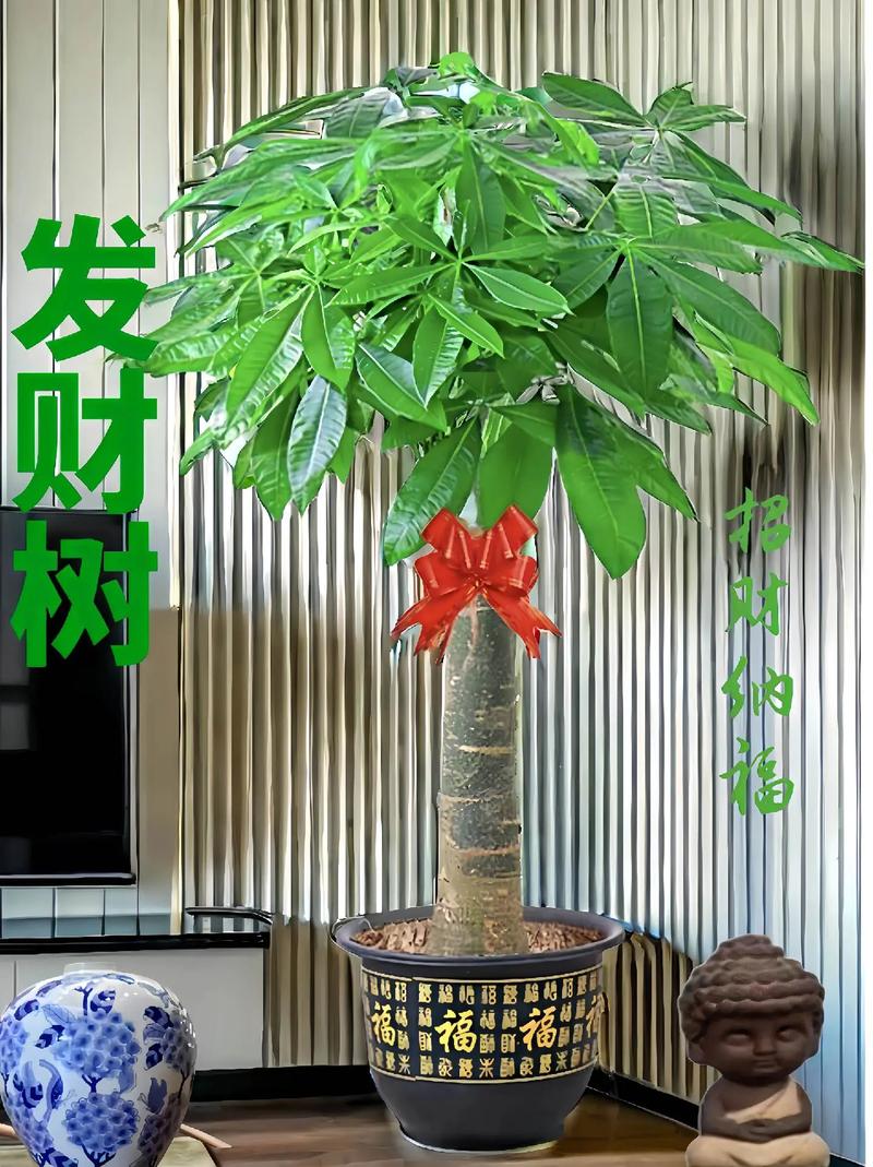 哪种发财树品种最好看？-图1