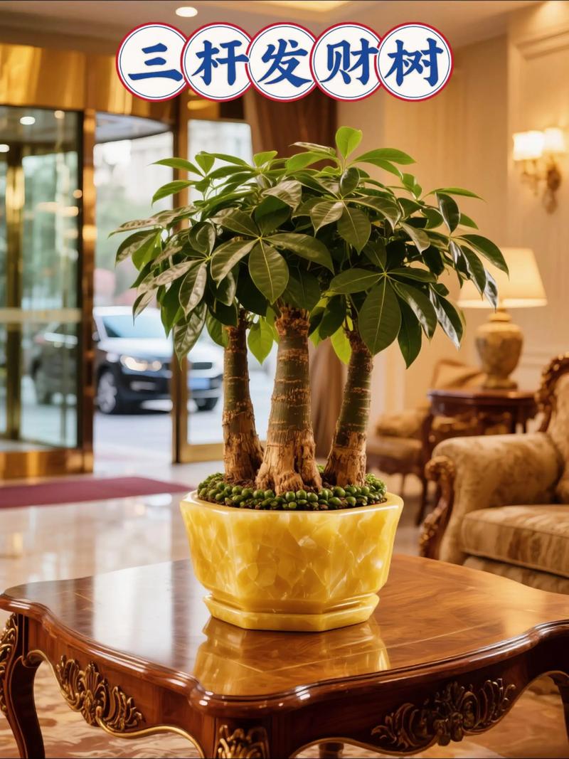 哪种发财树品种最好看？-图3
