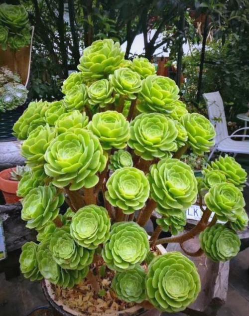 法师多肉哪个品种更耐养好看？-图1