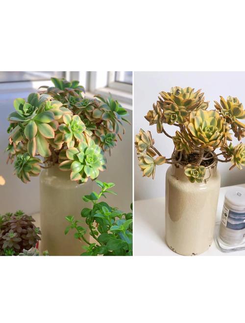 法师多肉哪个品种更耐养好看？-图2