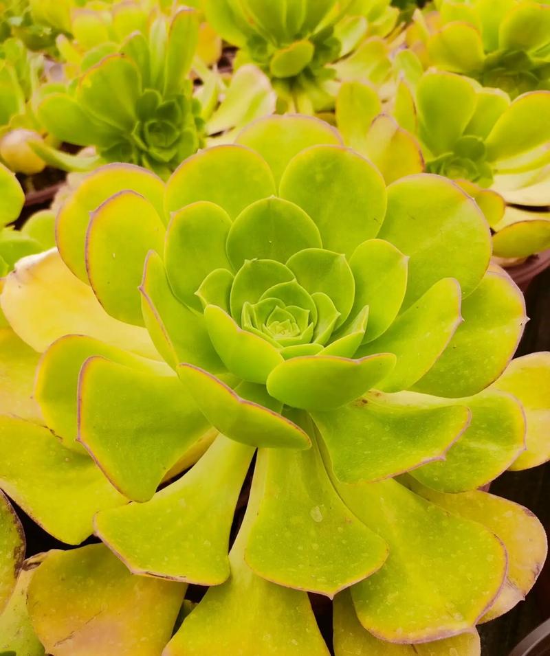 法师多肉哪个品种更耐养好看？-图3