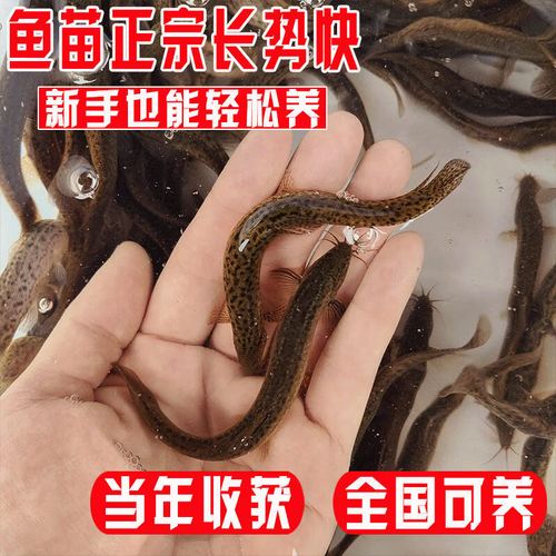 泥鳅苗价格一条多少钱?-图2 泥鳅苗价格一条多少钱?-图2