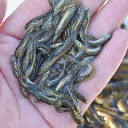 泥鳅苗价格一条多少钱?-图3 泥鳅苗价格一条多少钱?-图3