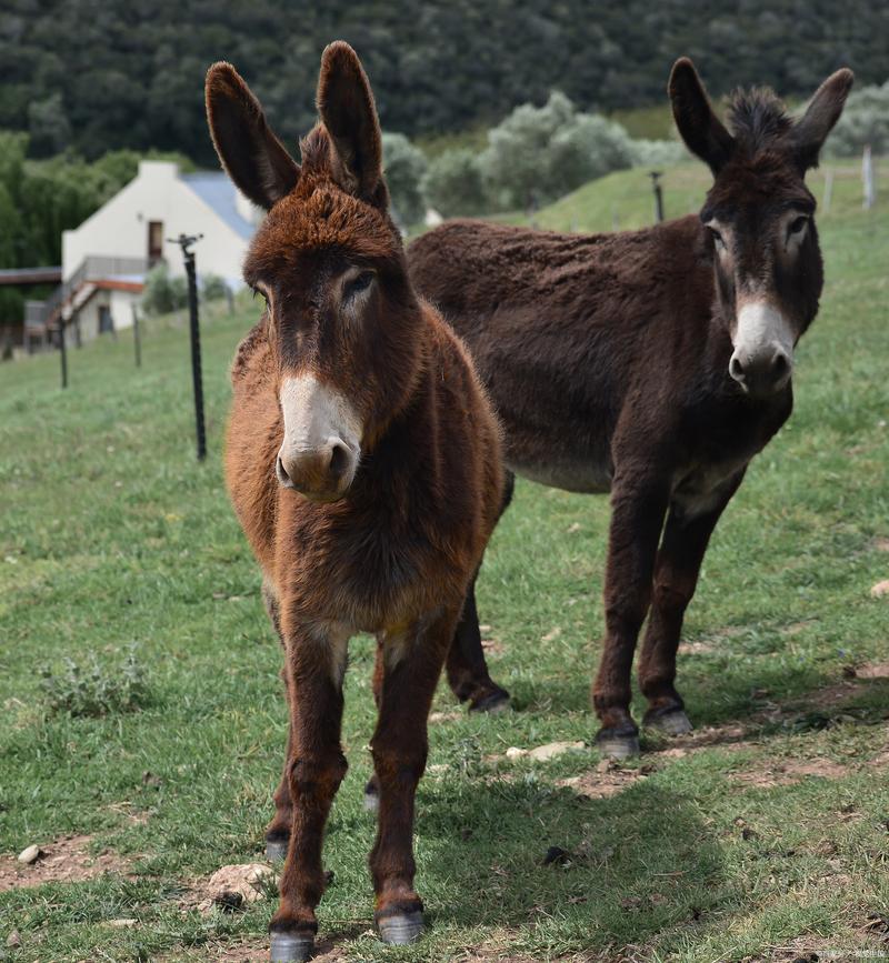 养驴哪个品种最赚钱？-图1
