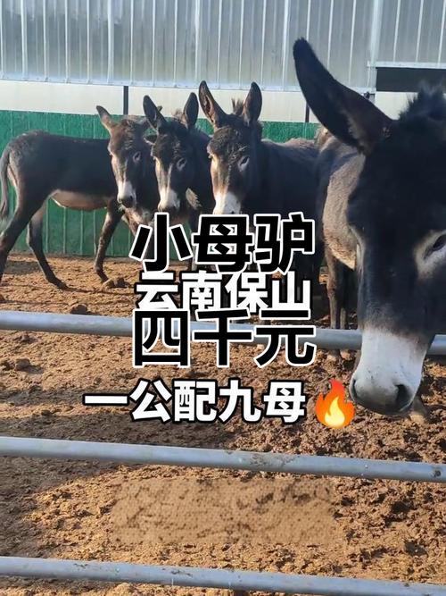 养驴哪个品种最赚钱？-图2