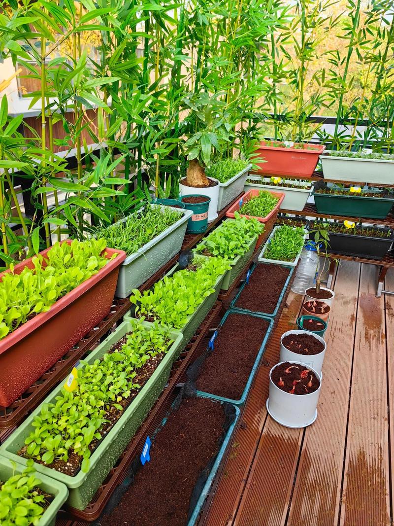 室内种菜视频，新手跟学能成吗？-图1