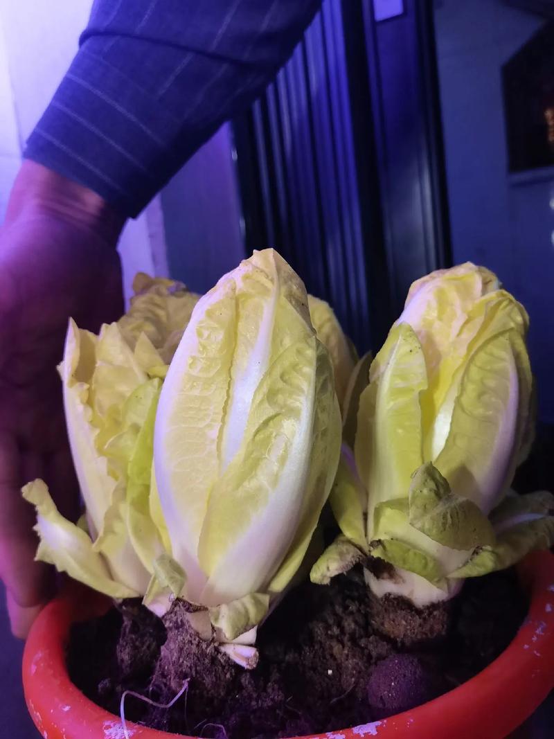 室内种菜视频，新手跟学能成吗？-图2