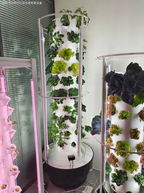 室内种菜视频，新手跟学能成吗？-图3