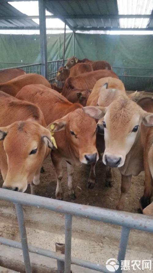 牛的杂交品种有哪些?-图3 牛的杂交品种有哪些?-图3