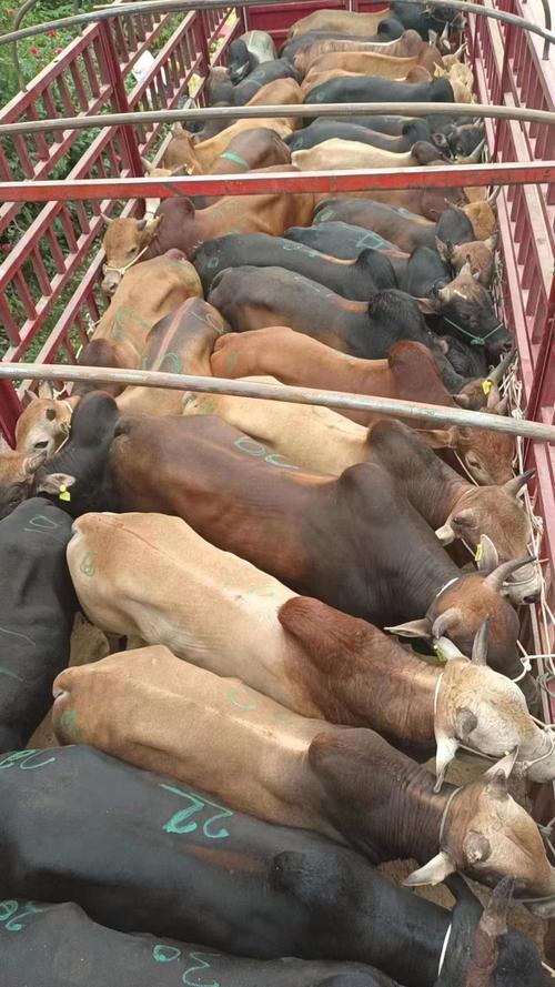 四川阆中黄牛价格现在多少？-图2