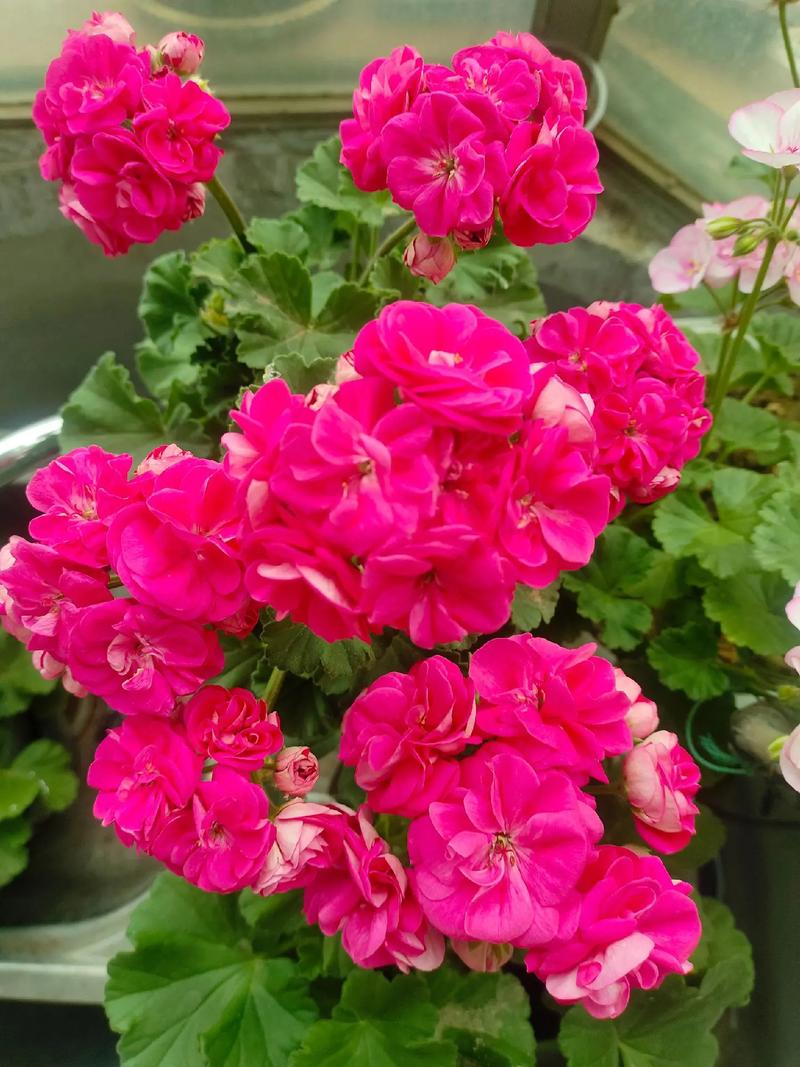 天竺葵哪个品种最好？-图1